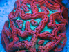 Symphyllia Wilsoni image via reef2reef member Living Reefs Orlando