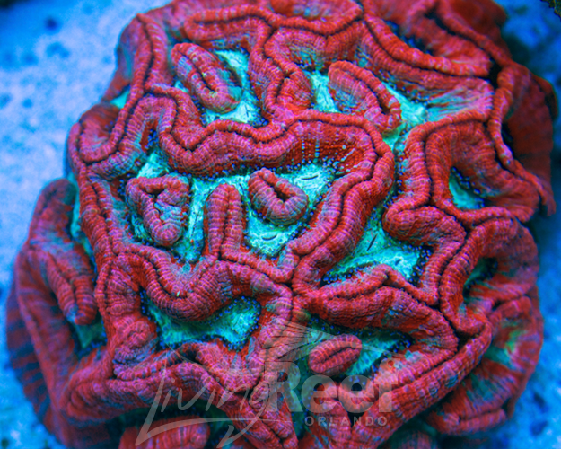 Symphyllia Wilsoni image via reef2reef member Living Reefs Orlando 
