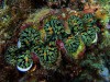 beautiful clam in the wild via ladybugcruise.blogspot.com