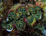beautiful clam in the wild via ladybugcruise.blogspot.com