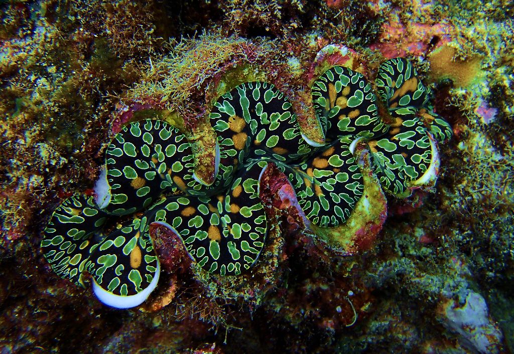 beautiful clam in the wild via ladybugcruise.blogspot.com