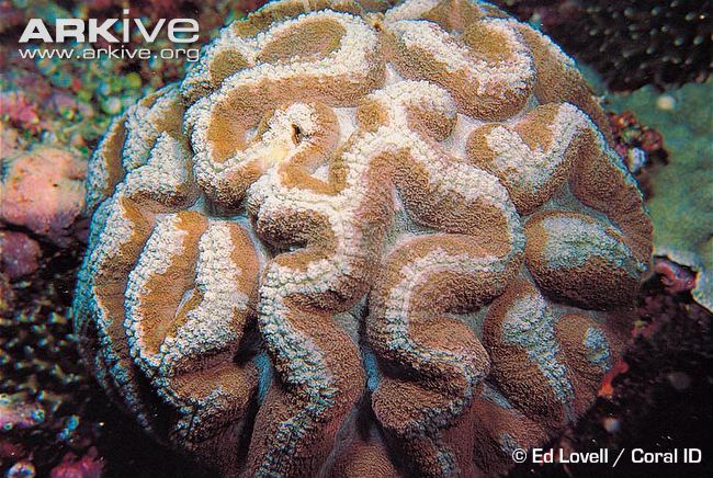 Symphyllia agaricia image via http://www.arkive.org/sinuous-cup-coral/symphyllia-agaricia/