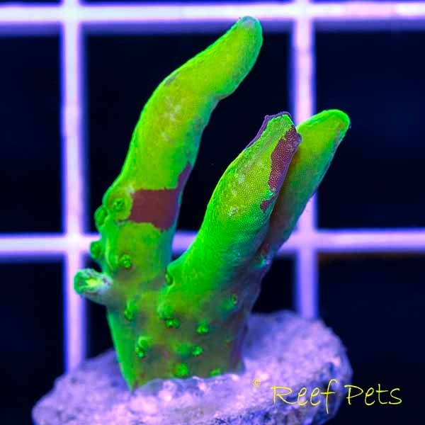 image via reef2reef member reefpets