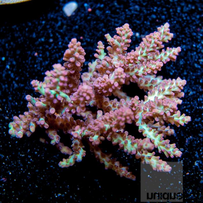 UC3inch-strawberry-shortcake-colony-248