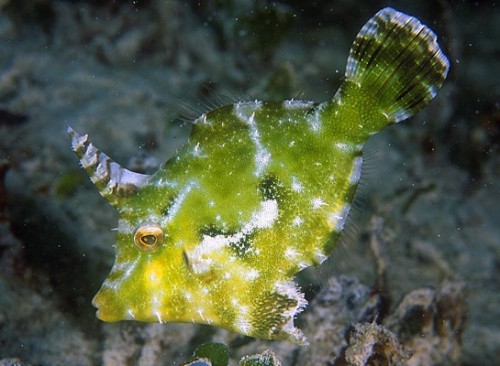 aiptasia eating filefish image via aquaanimania.com 