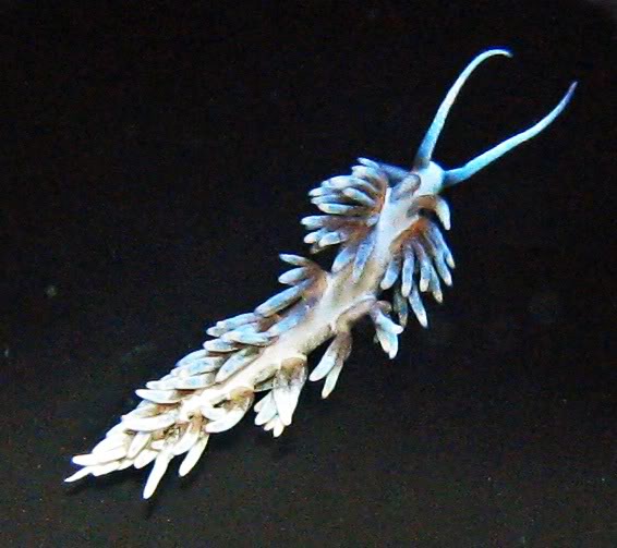 macro berghia nudi image via oceangalleryii