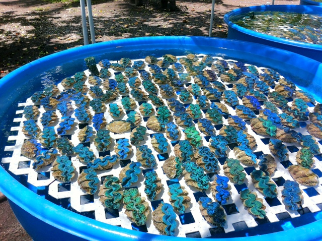 maxima clam farm image via PacificEastAquaculture