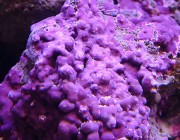 coralline covered rock image via http://blog.marinedepot.com
