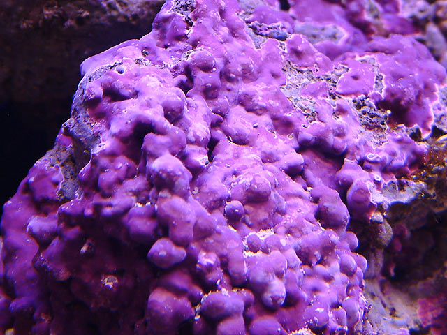 coralline covered rock image via http://blog.marinedepot.com