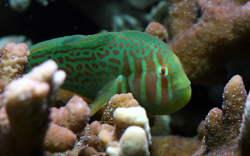 green clown goby image via aquadaily.com