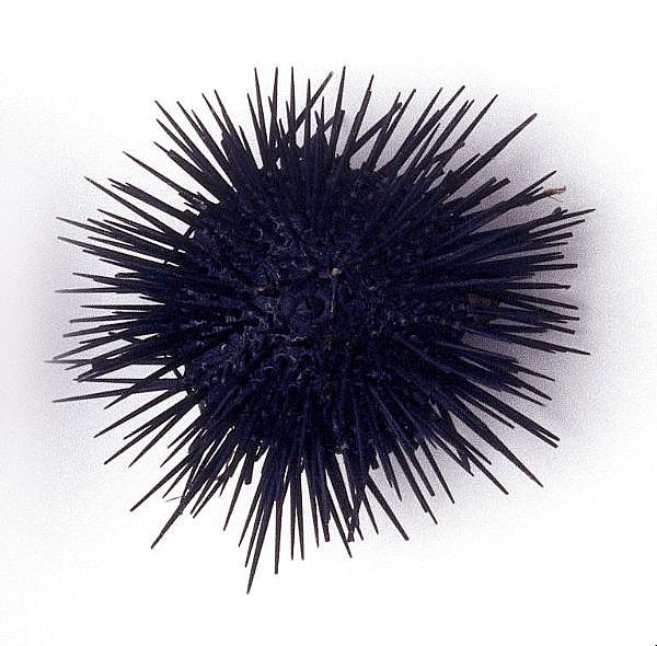 sea urchin