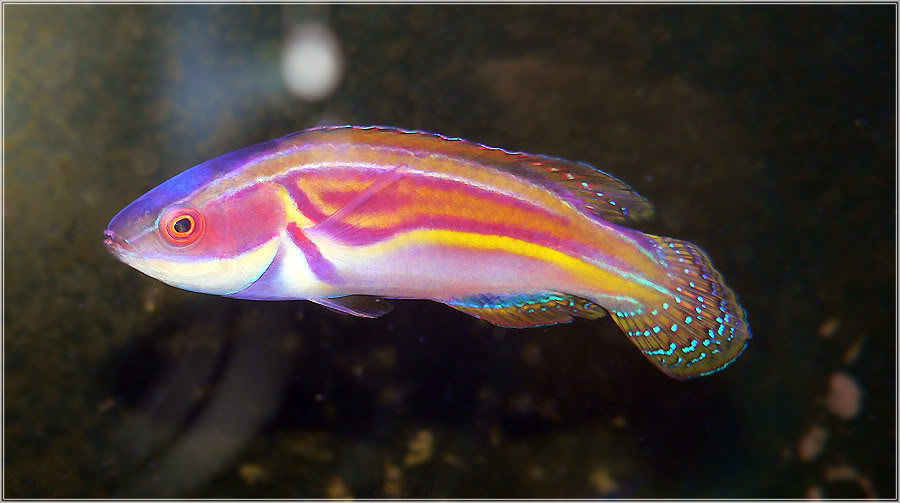 Labout's Fairy Wrasse - Male (Cirrhilabrus laboutei)  image via reef2reef member aloha corals