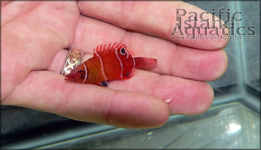 possum wrasse image via reef2reef member pacific island aquatics 