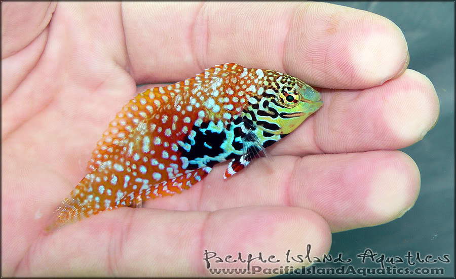 leopard wrasse image via reef2reef member pacific island aquatics