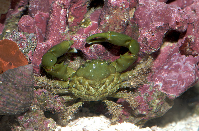 emerald crab image via flickr member herebirdiebirdie