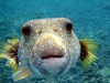 701px-Puffer_Fish_DSC01257