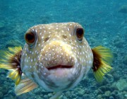 701px-Puffer_Fish_DSC01257