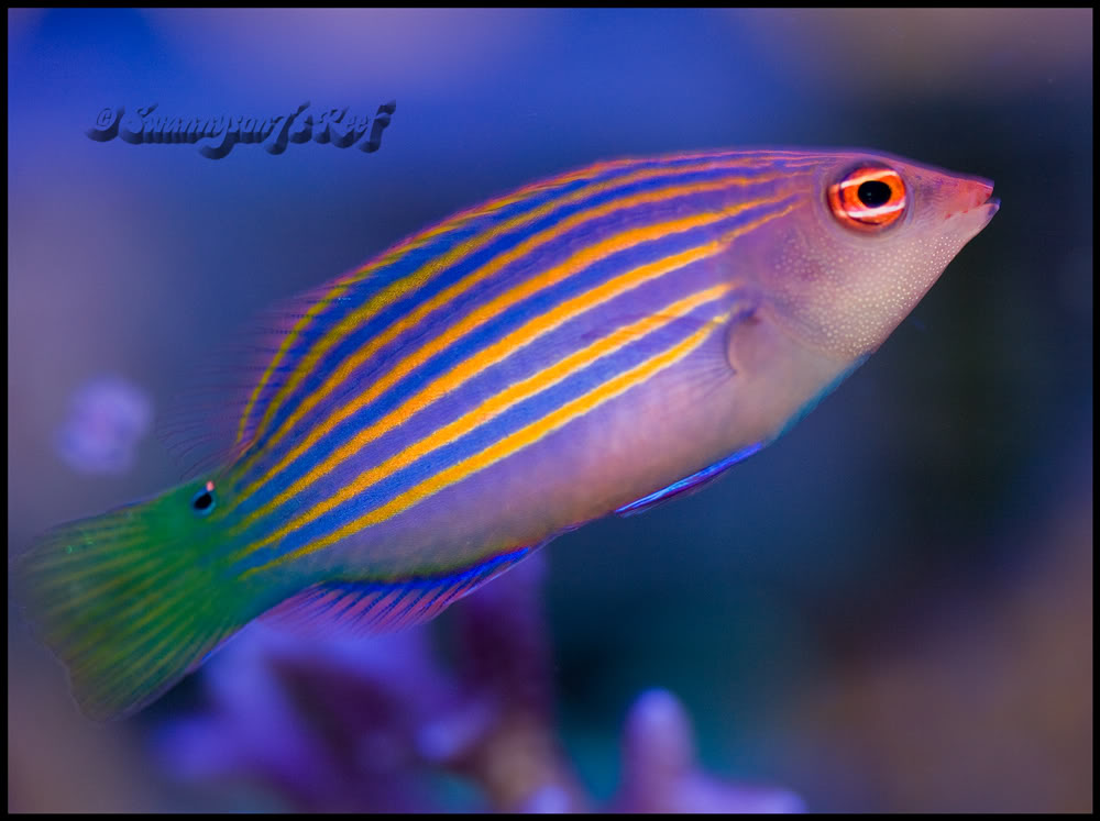 sixline wrasse image via reef2reef member swannyson7