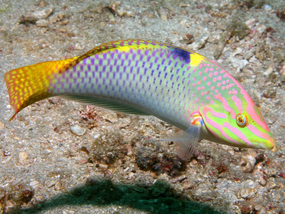 checkerboard wrasse image via richard-seaman.com 