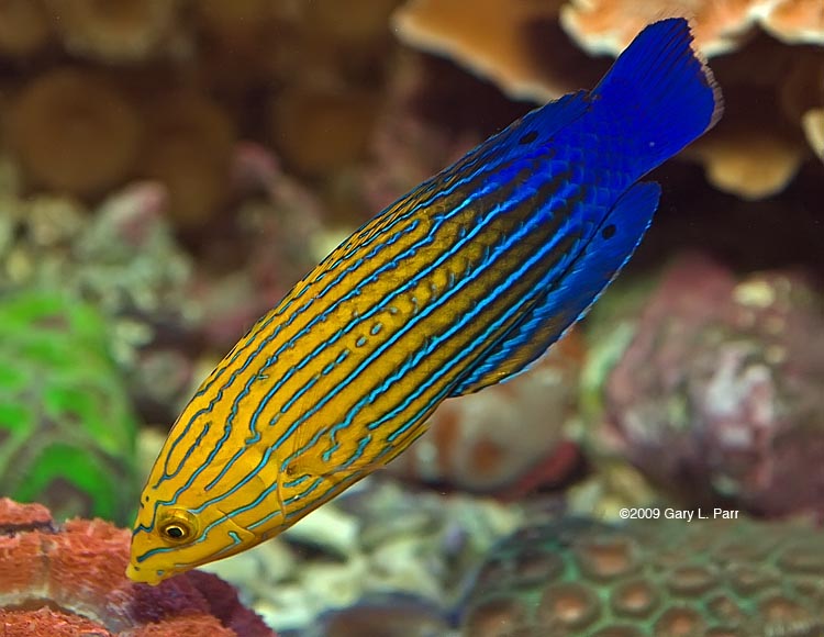 Tamarin wrasse image via reef2reef member gparr