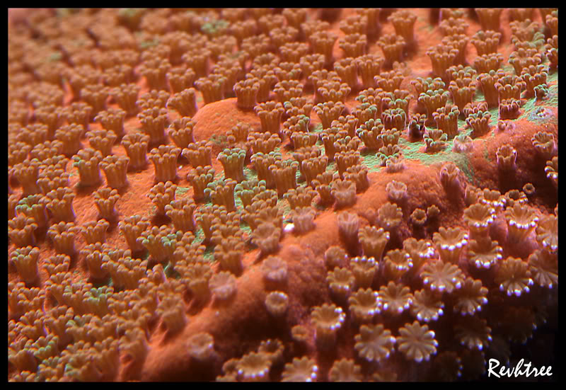 macro image of an encrusting montipora polyps