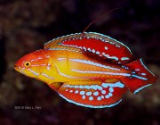 flasher wrasse photo via reef2reef member gparr