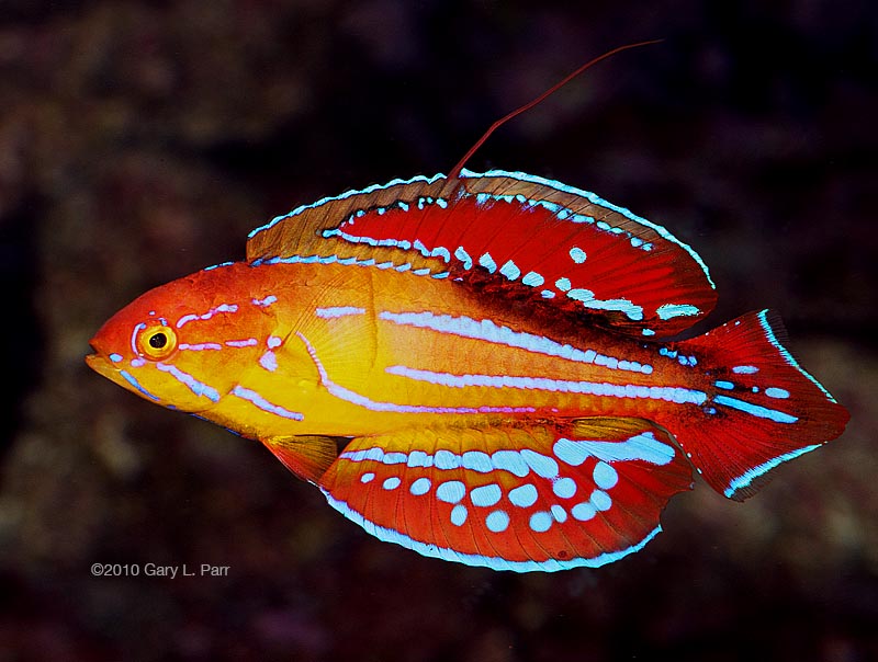 flasher wrasse photo via reef2reef member gparr