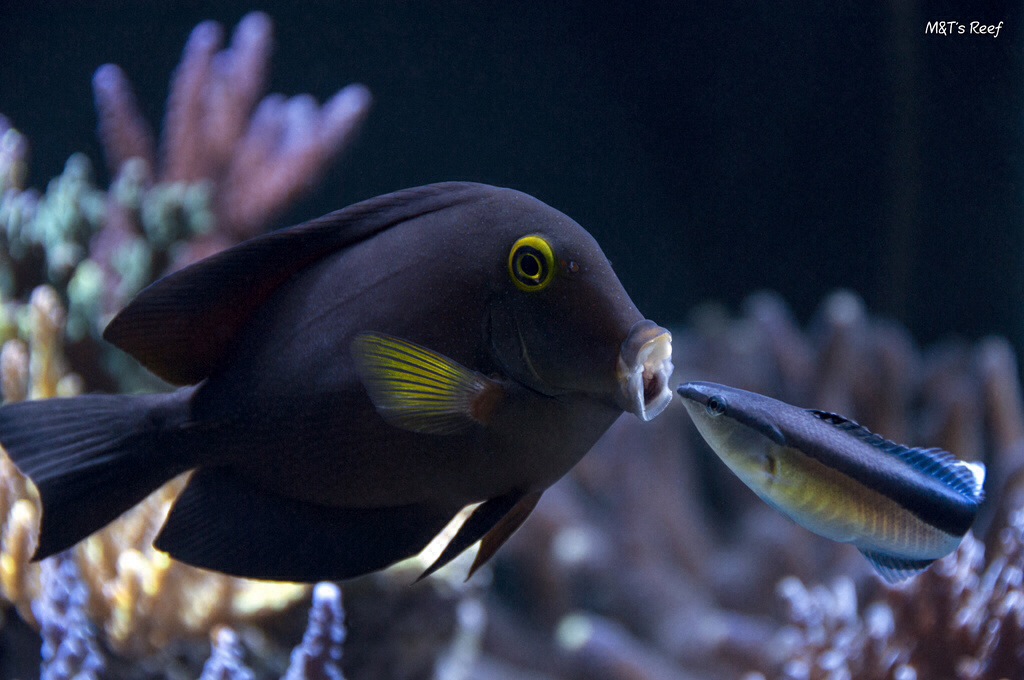 cleaner wrasse and kole tang image via reef2reef member M&T's Reef