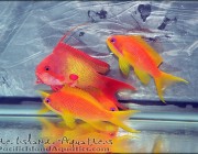 male and females