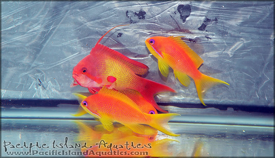 male and females