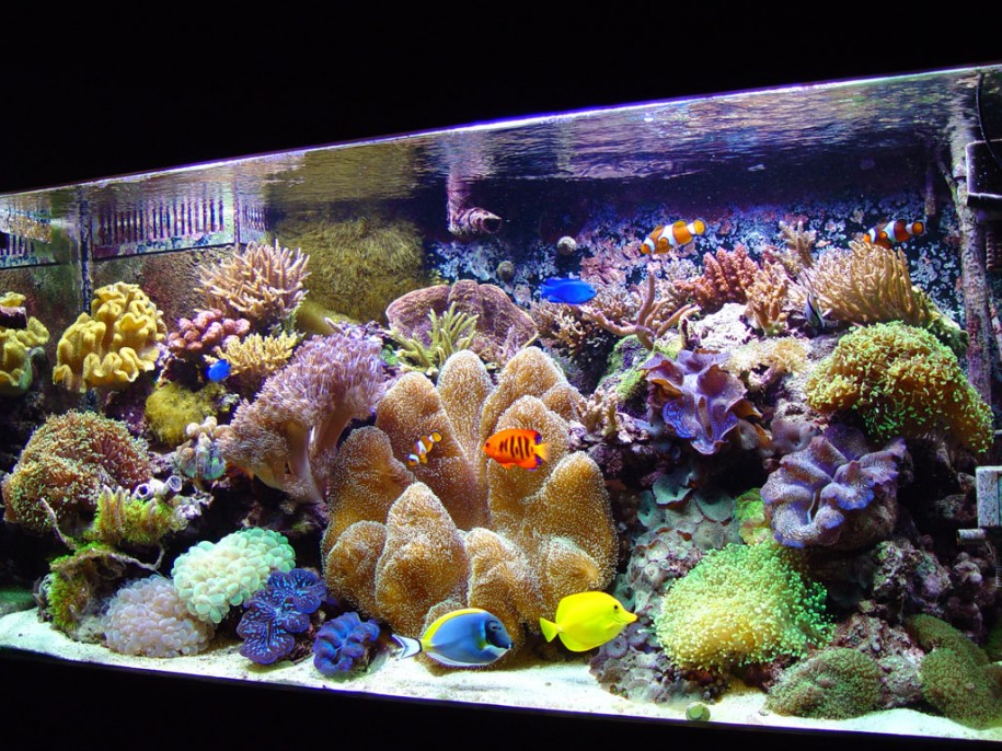 mixed reef image via reef2reef member basile