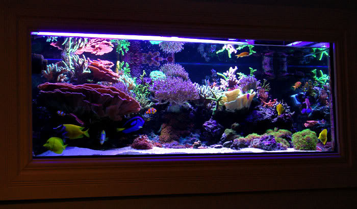 Artificial Coral Reefs – Custom Aquariums