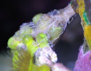 images via reef2reef member beakerbob