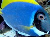 powder blue tang with ich