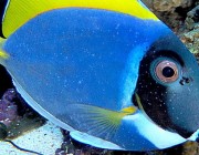 powder blue tang with ich