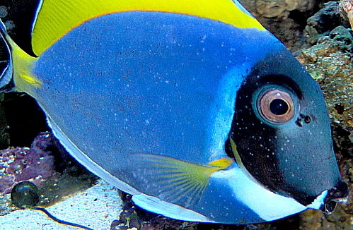 powder blue tang with ich
