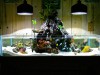 kyle verry's 75g custom rimless reef tank