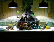 kyle verry's 75g custom rimless reef tank