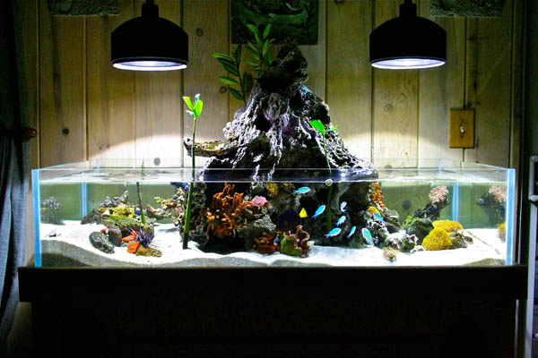 kyle verry's 75g custom rimless reef tank