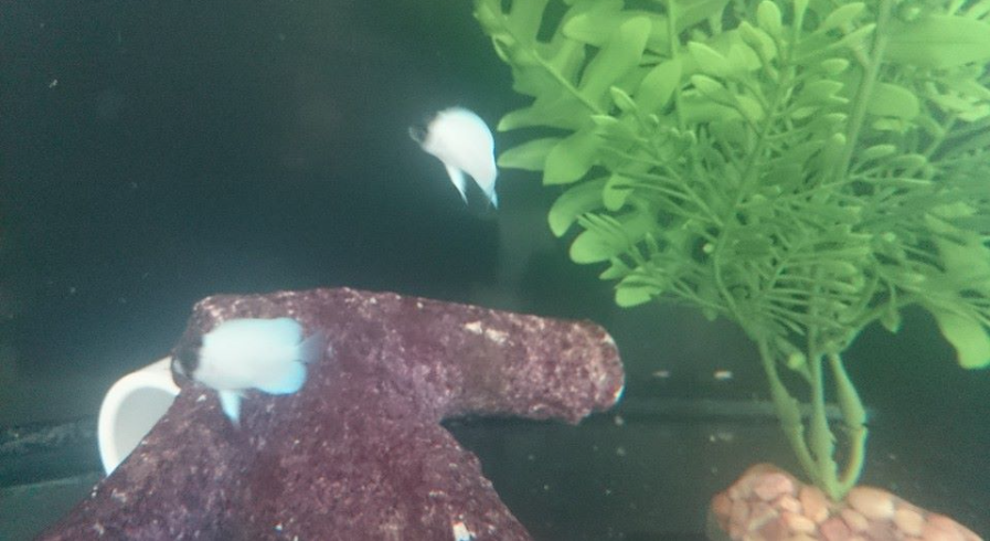 captive bred genicanthus personatus