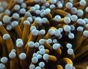 E. glabrescens (torch). Credit: sherita