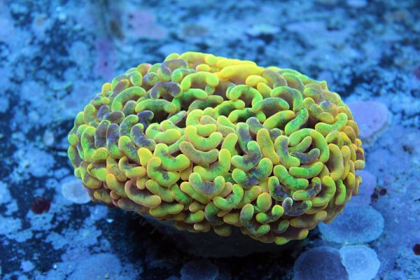 The one and only tricolor Euphyllia I’ve ever seen, sporting gold, green and yellow on this wonderful E. ancora. Credit: Ultra Coral Australia