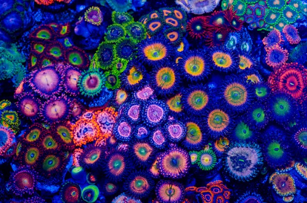Gorgeous Zoanthid/Palythoa collection from a newer collector on Reef2Reef. Credit: joshporksandwic