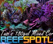 Reef Spotlight Mag Featured Image