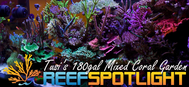 Reef Spotlight Mag Featured Image