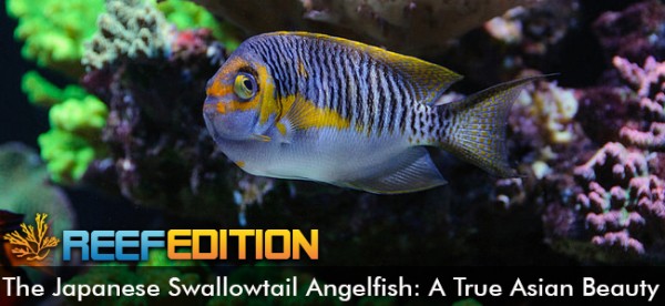 angelfish