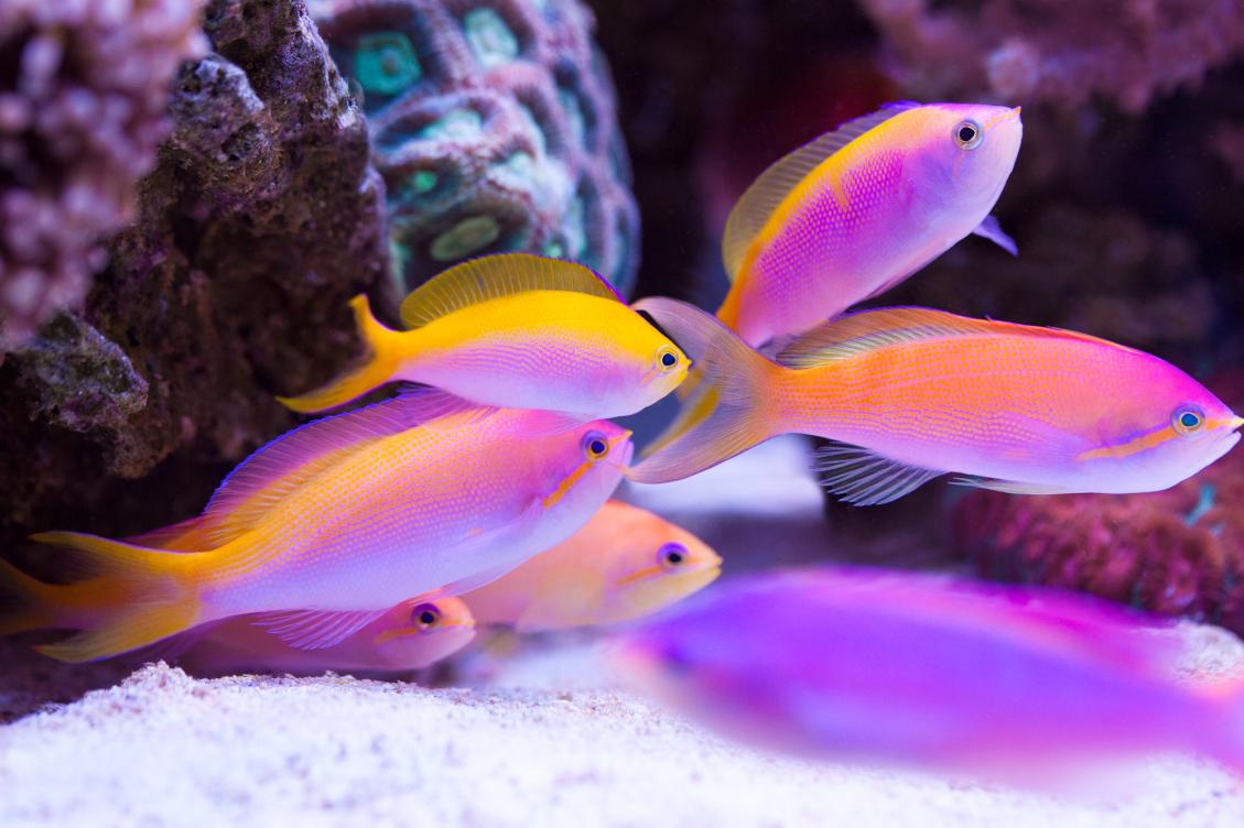 fish-anthias-group