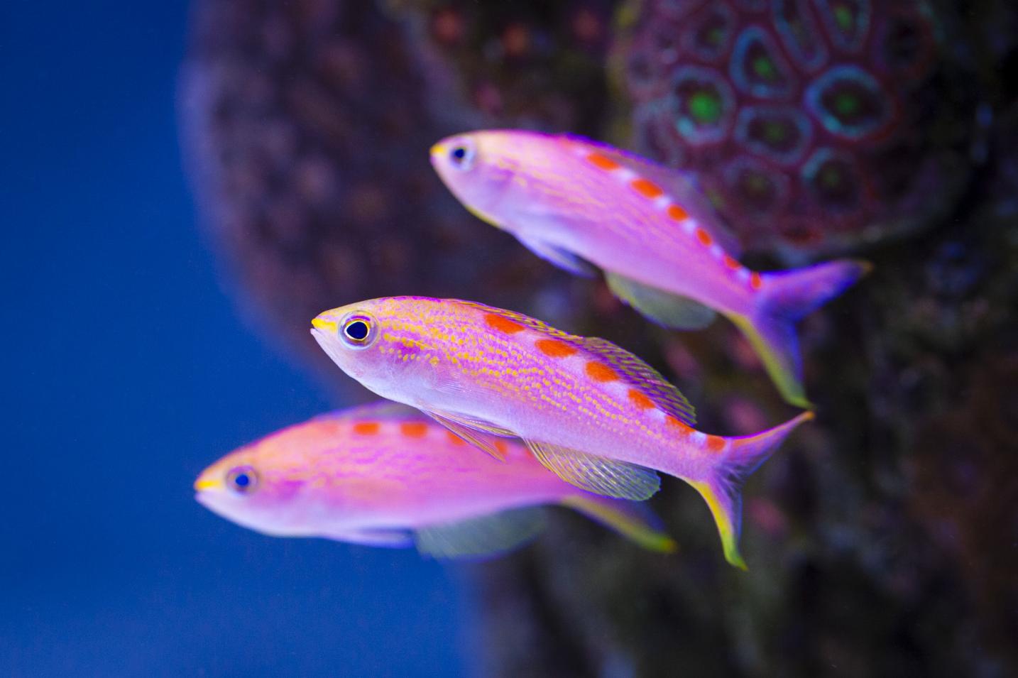 fish-red-saddled