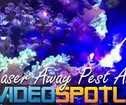 Video Spotlight Featured Image