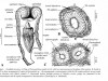 Image from the paper Invertebrate Systematics, 2003, 17, 407–428